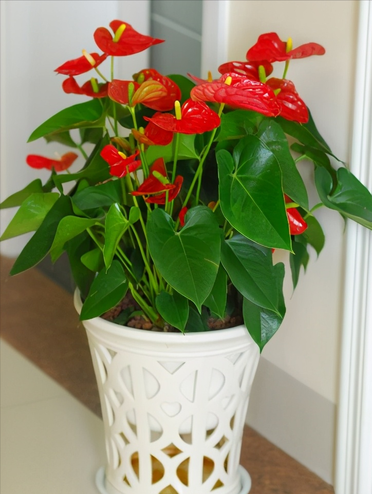 公认好养的7种花，就算阳光不足，也能年年生长、开花